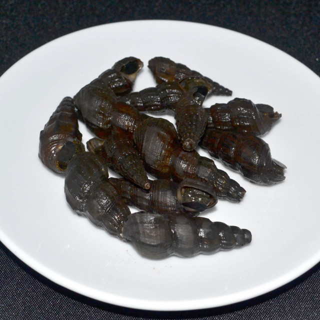 Snail, freshwater