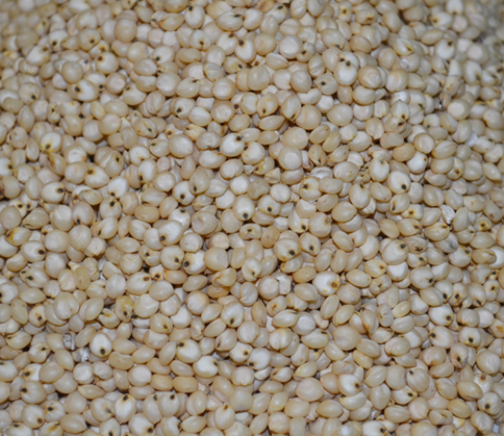 Sorghum