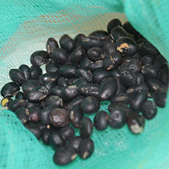 Soybean seed, black, dried