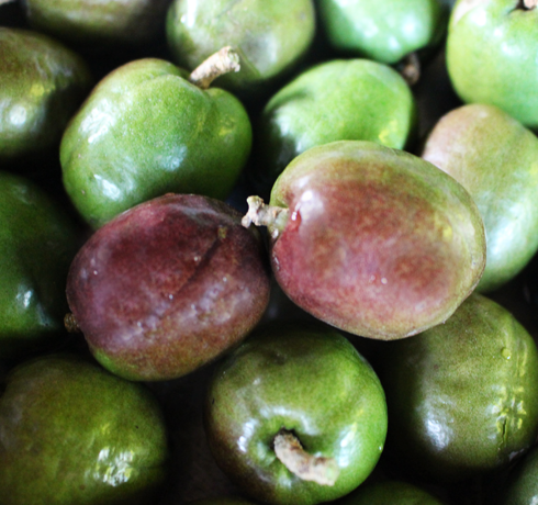 Spanish plum