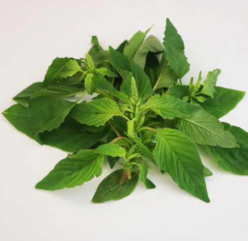 Spiny pigweed/Thorny amaranth lvs