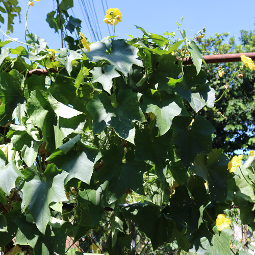 Sponge gourd lvs