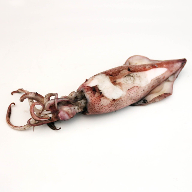 Squid, boiled
