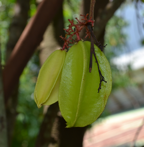 Starfruit