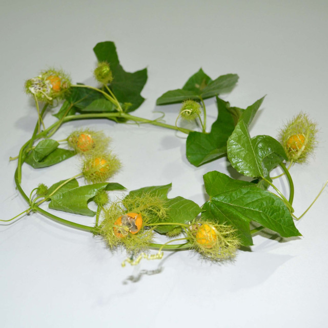 Stinking passion flower fruit