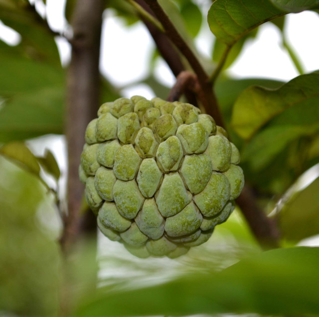 Sugar apple/Sweetsop