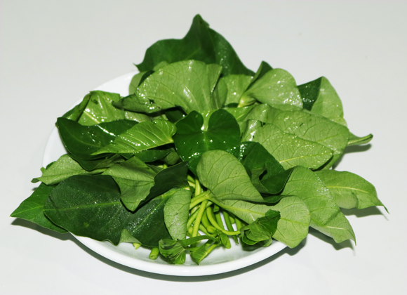 Swamp cabbage lvs