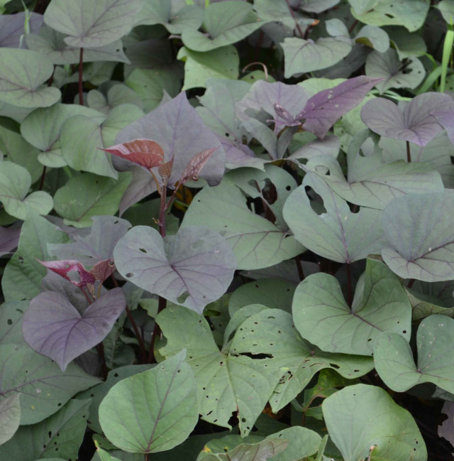 Sweet potato lvs, purple