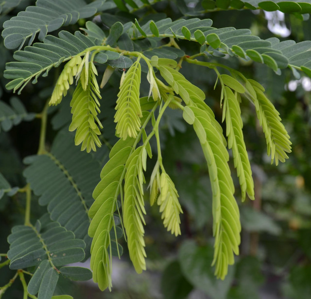 Tamarind lvs