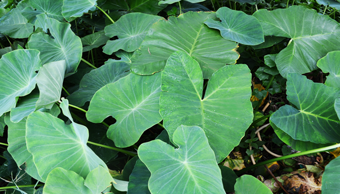 Taro lvs
