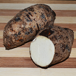 Taro