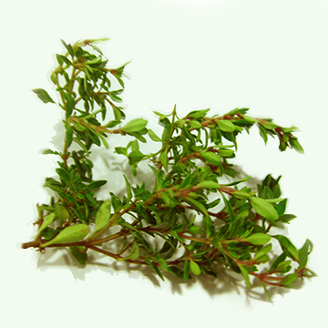 Thyme, fresh