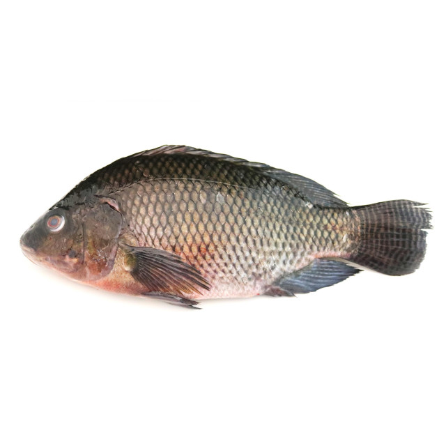 Tilapia