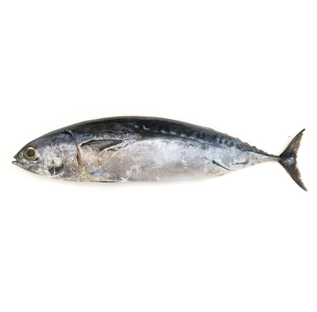 Tuna, frigate