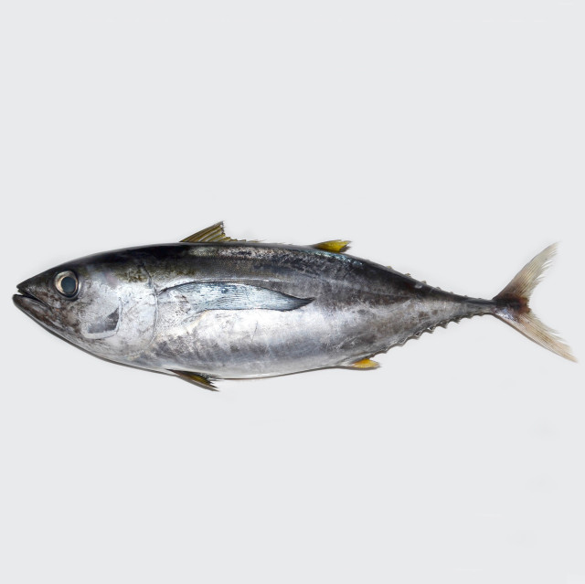 Tuna, yellow-fin