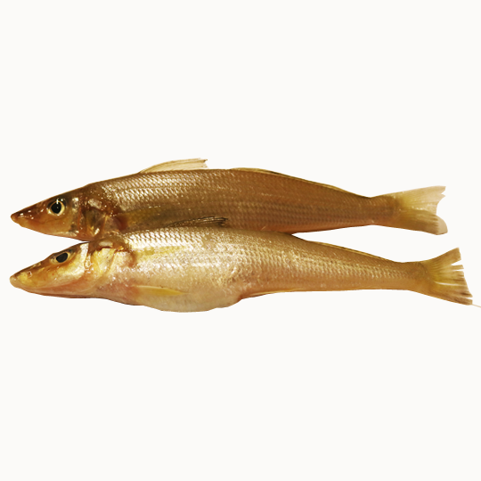 Whiting, common